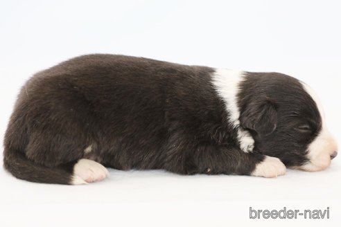 成約済の神奈川県のボーダーコリー-369086の4枚目